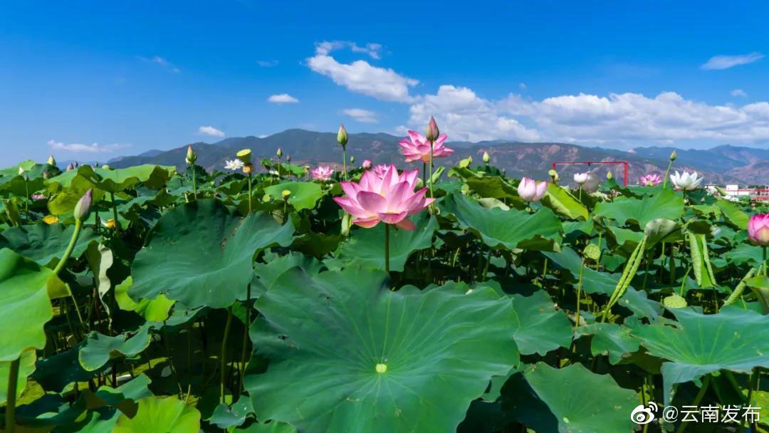 “云南发布”微博