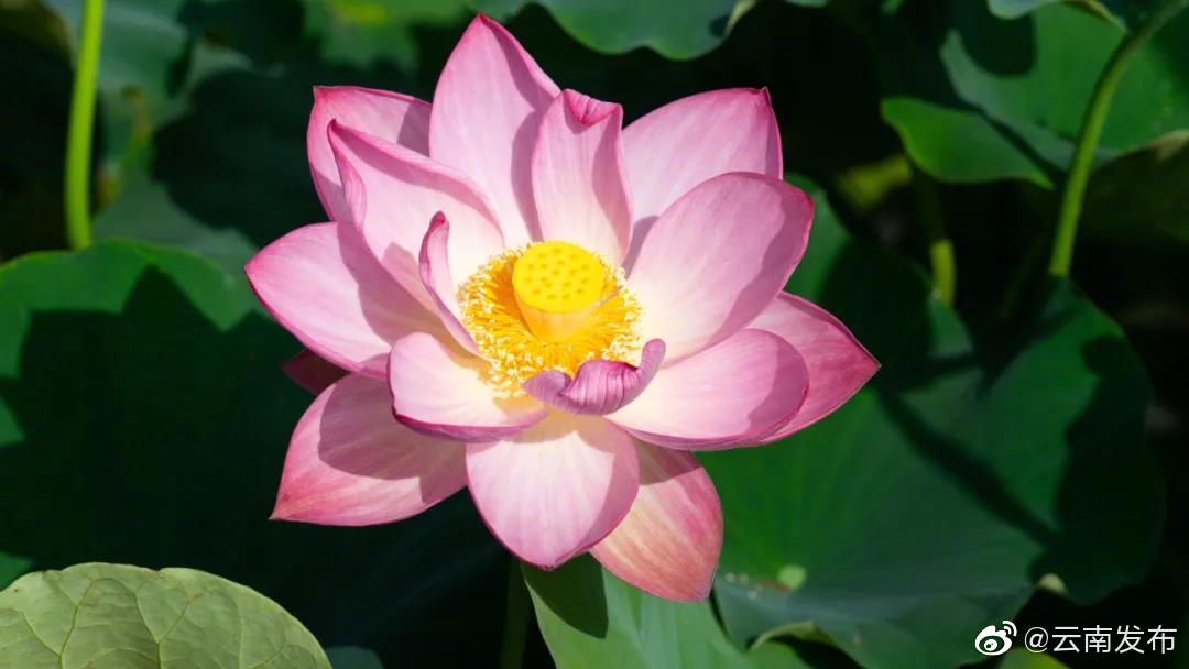 “云南发布”微博