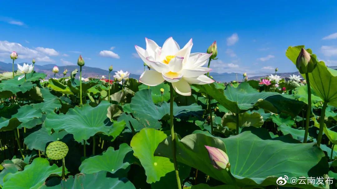 “云南发布”微博