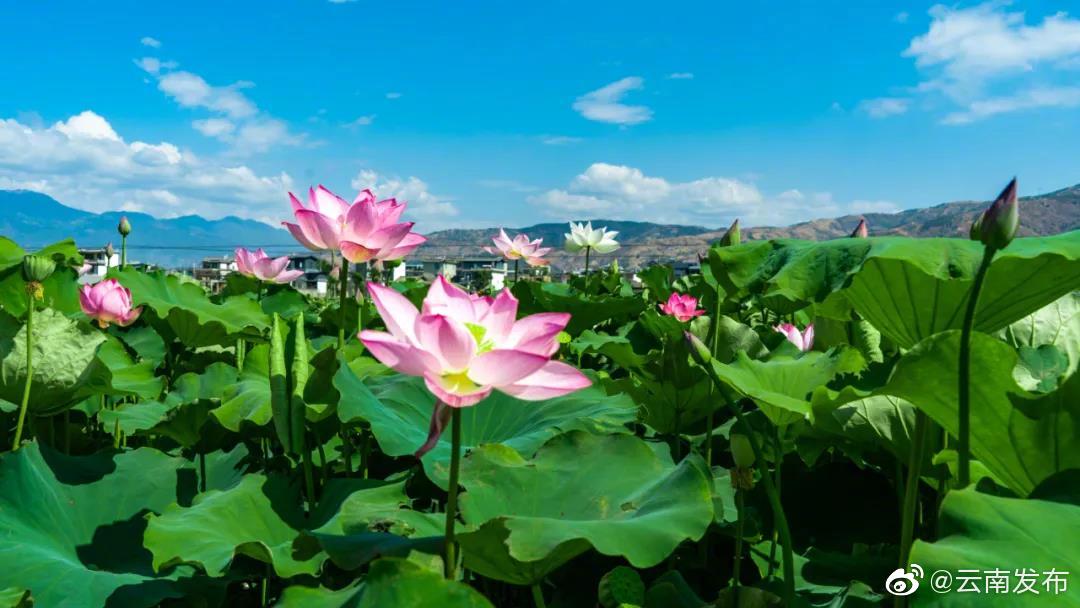 “云南发布”微博