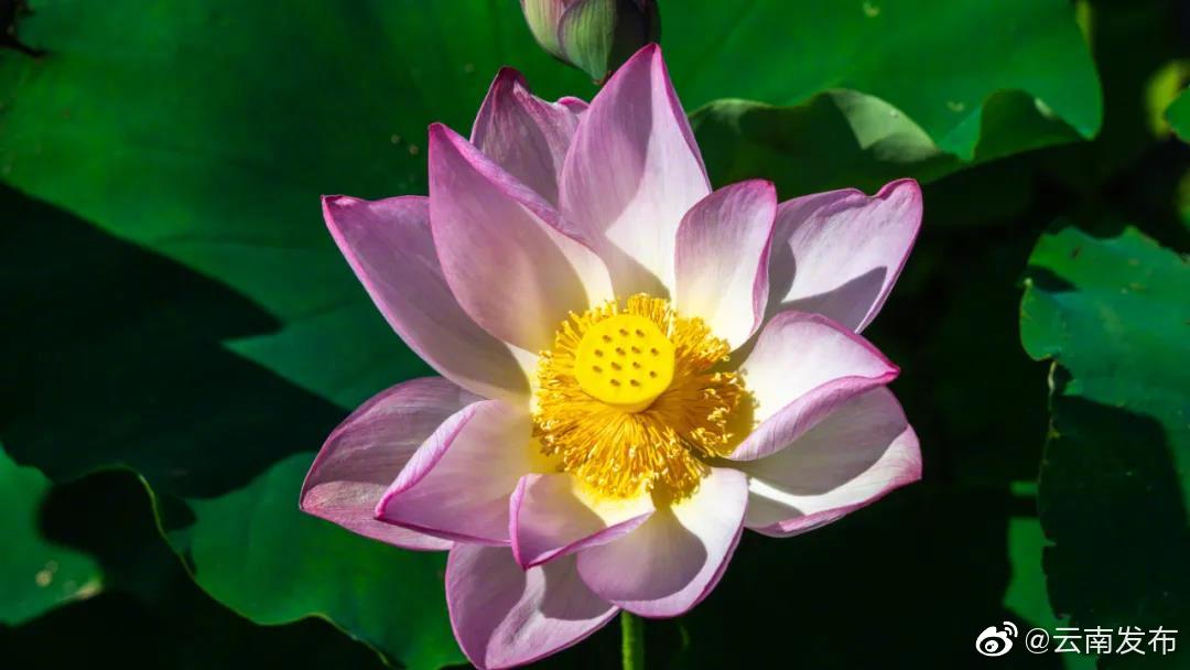 “云南发布”微博