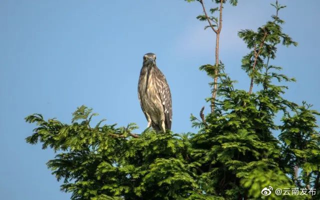 “云南发布”微博