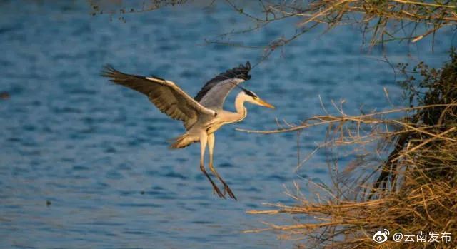 “云南发布”微博