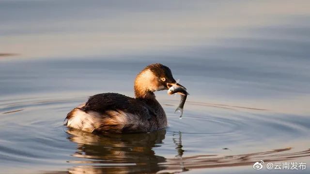 “云南发布”微博