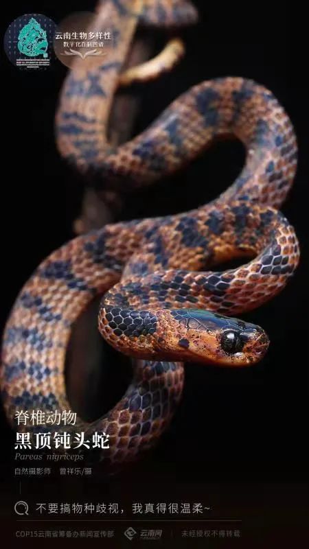 云南省人民政府网