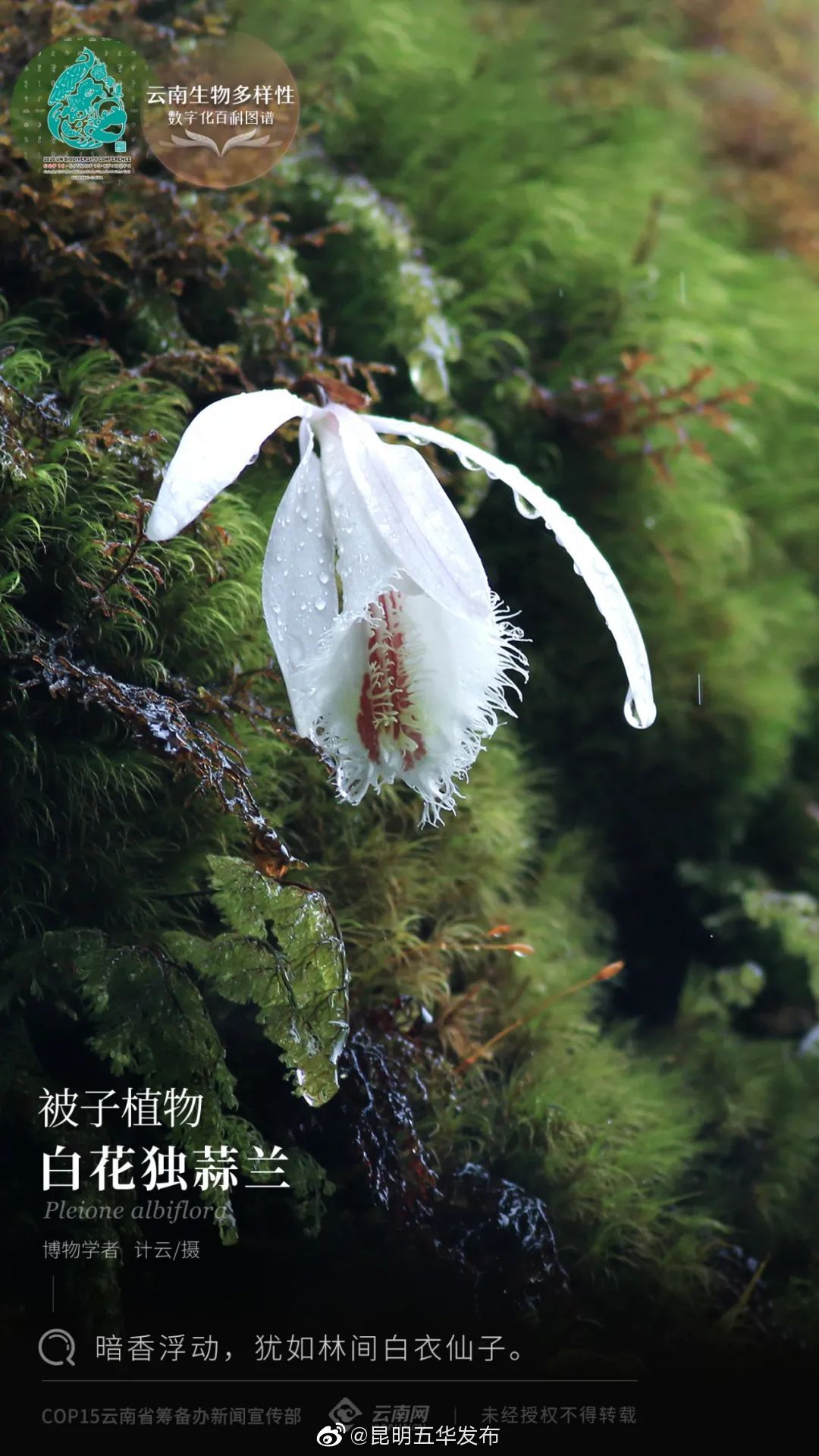 “昆明五华发布”微博