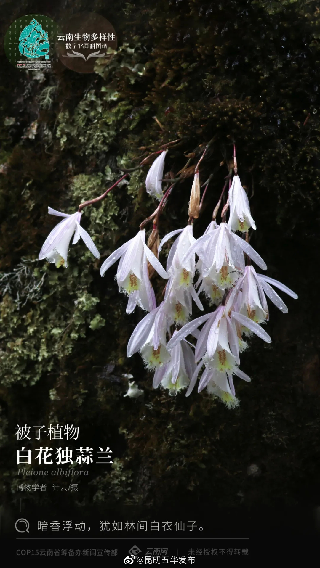 “昆明五华发布”微博