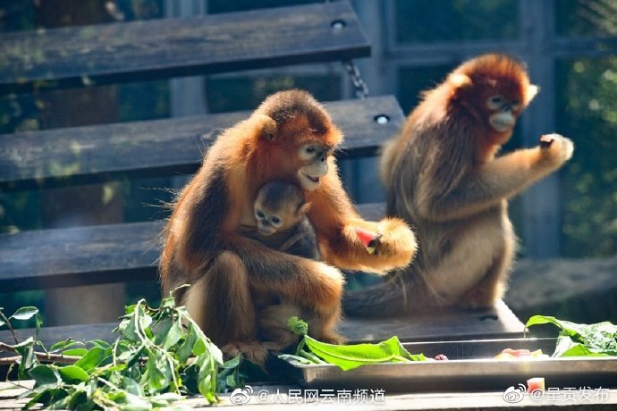 “呈贡发布”微博