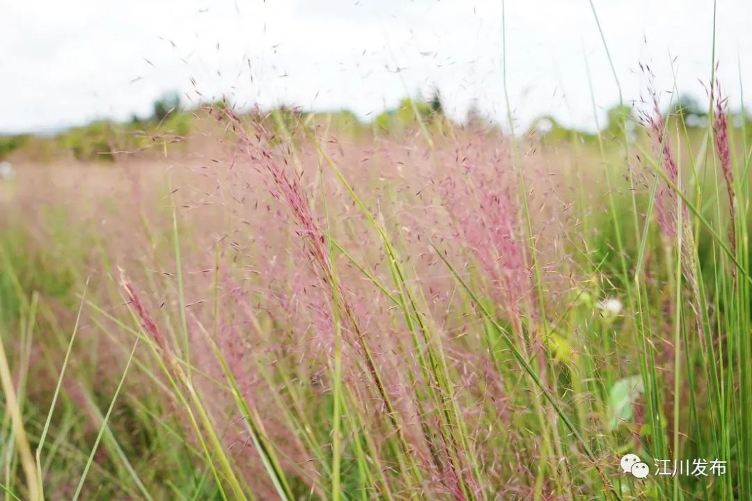云南省文化和旅游厅