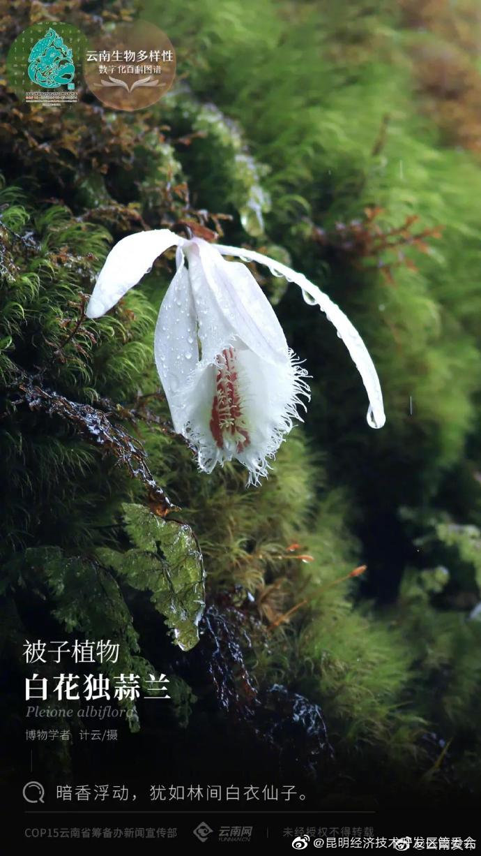 云南生物多样性数字化百科图谱丨被子植物•白花独蒜兰：暗香浮动，犹如林间白衣仙子
