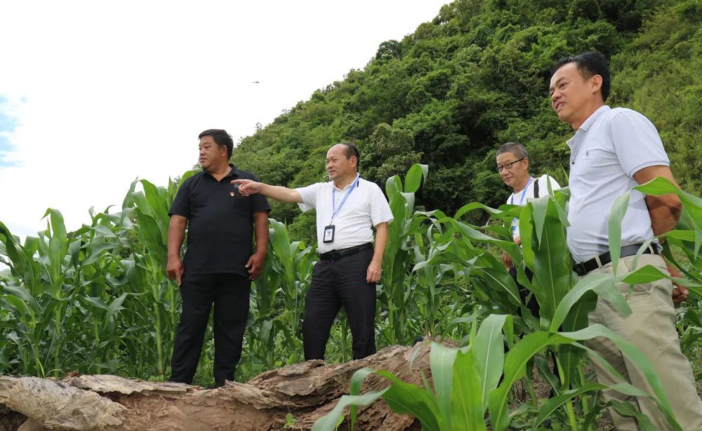 清廉普洱(微信)