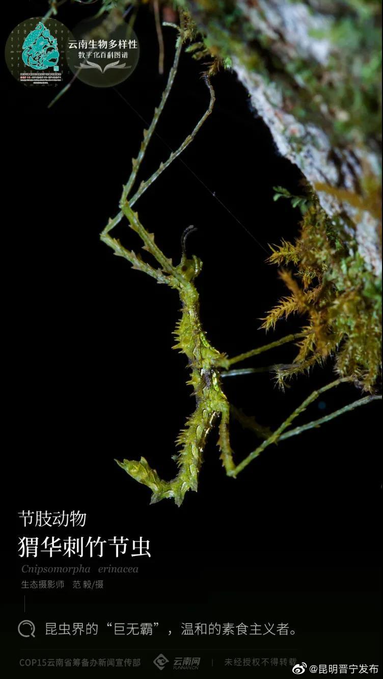 云南生物多样性数字化百科图谱