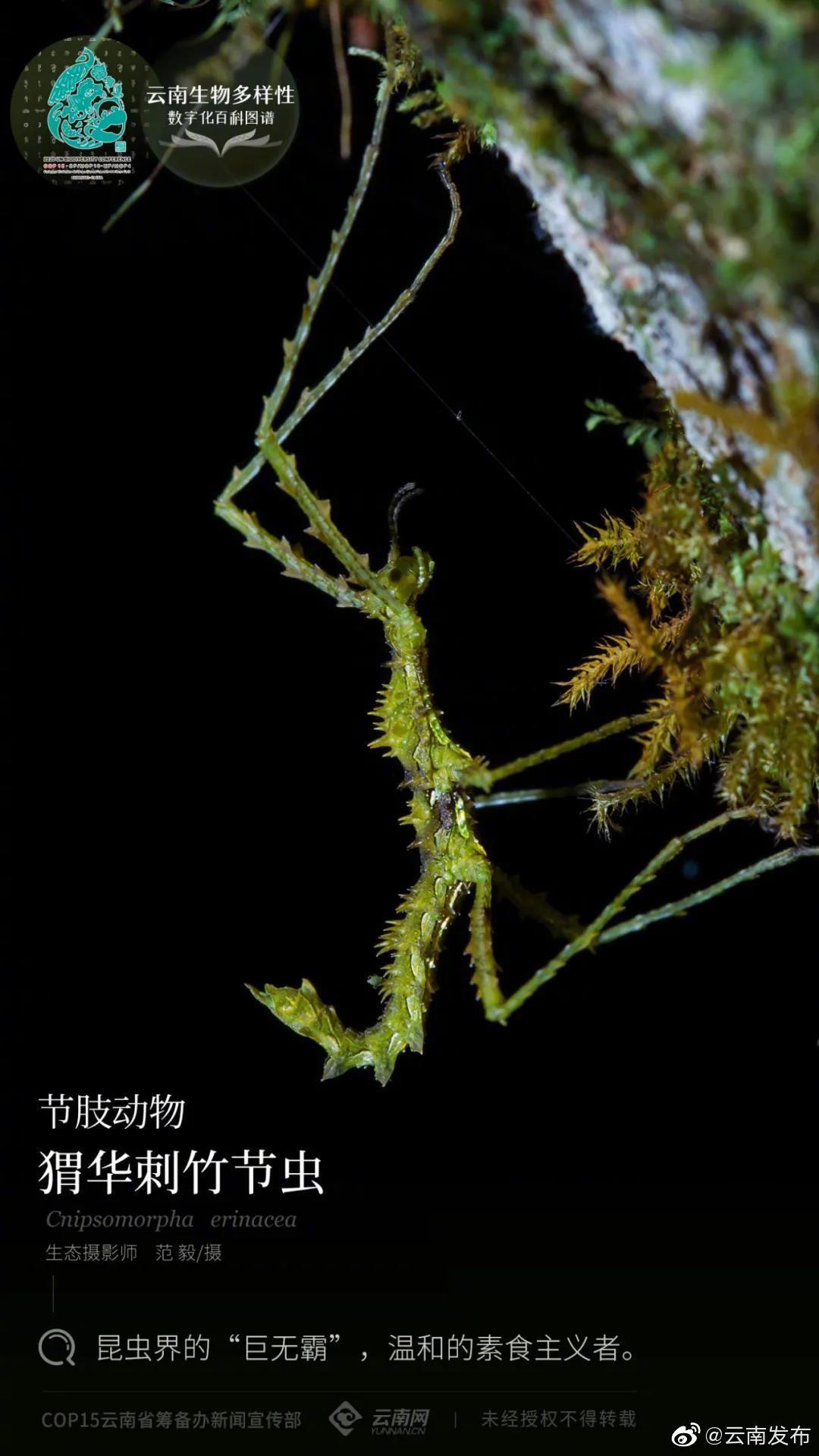 云南生物多样性数字化百科图谱丨节肢动物•猬华刺竹节虫：昆虫界的“巨无霸”，温和的素食主义者