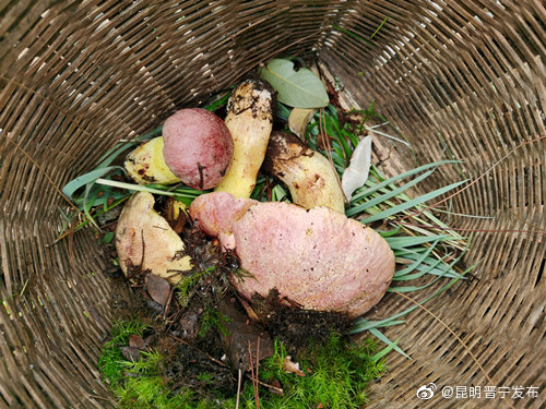 “昆明晋宁发布”微博