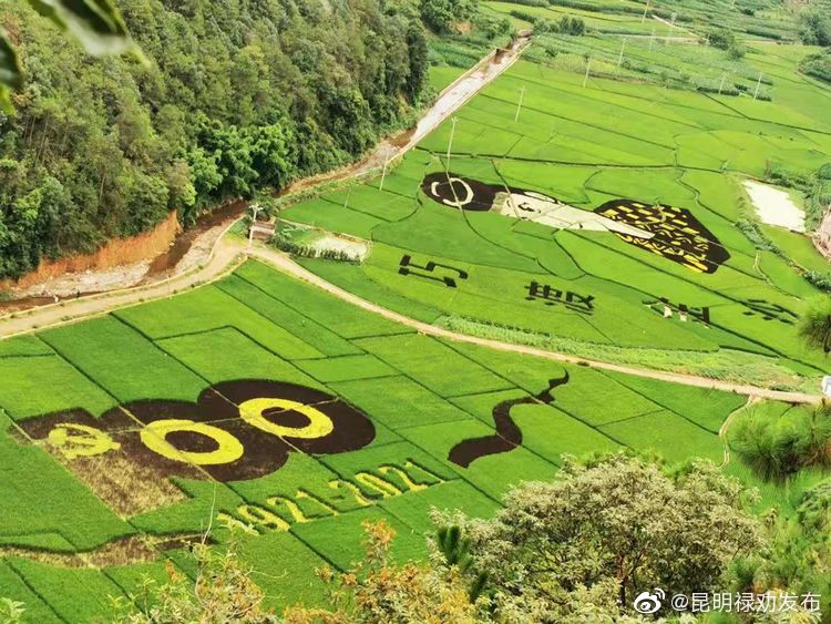 “昆明禄劝发布”微博