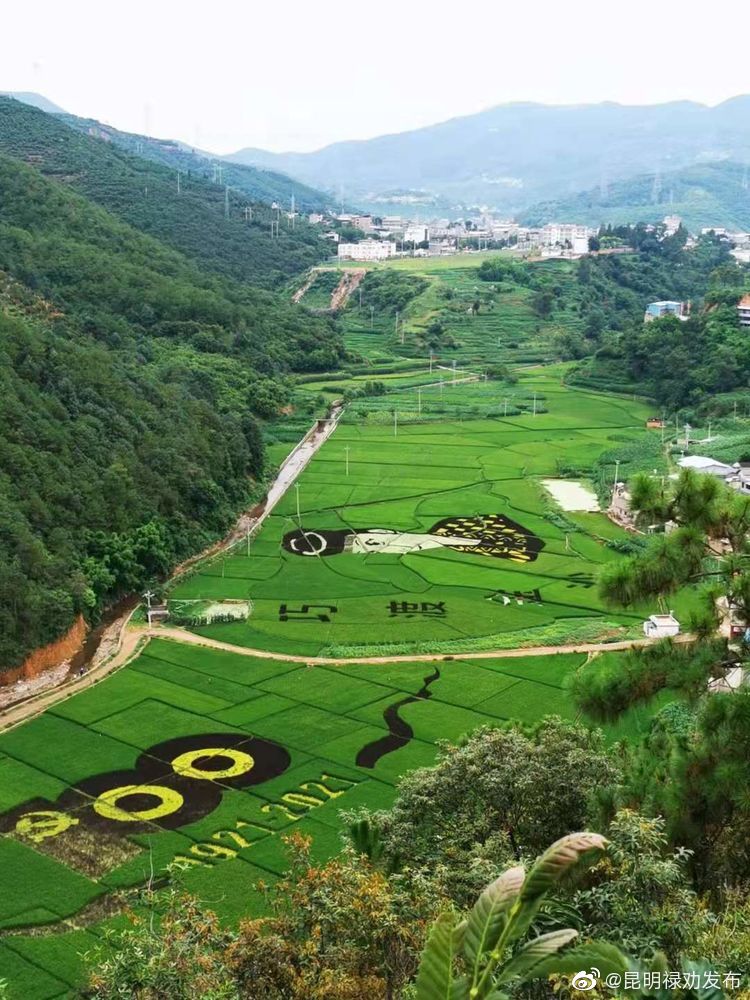 “昆明禄劝发布”微博