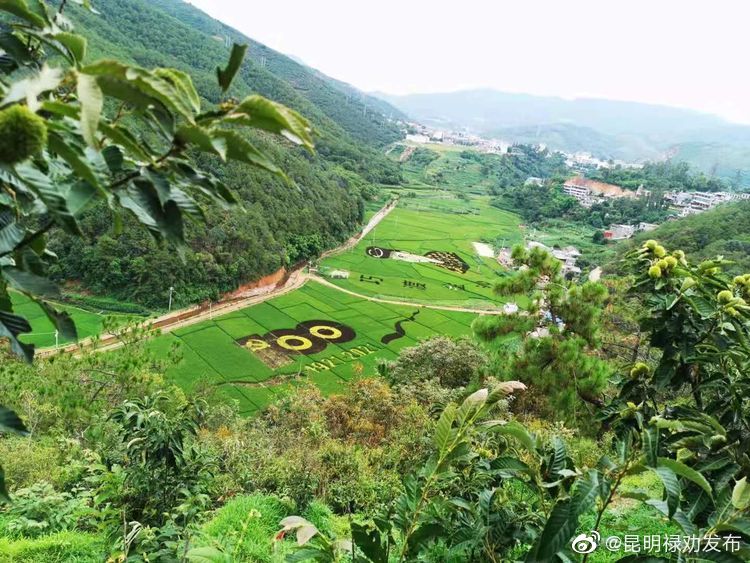 “昆明禄劝发布”微博