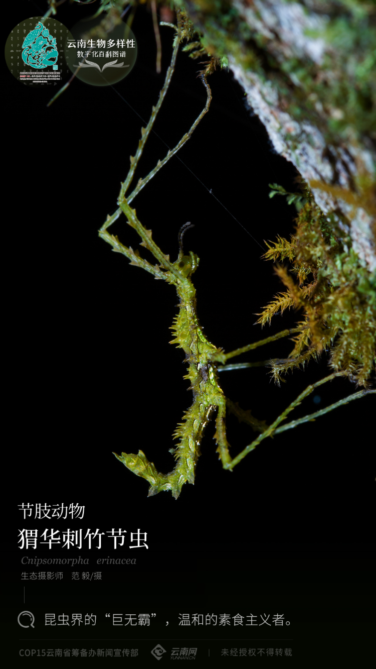 云南省人民政府网