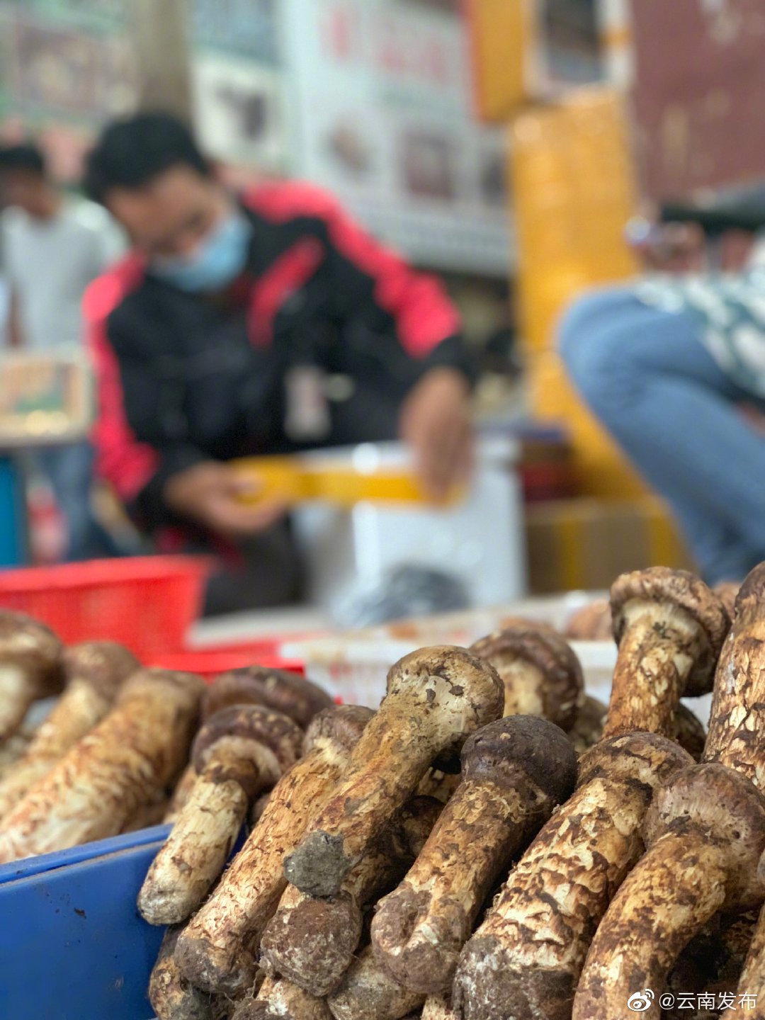 高铁+云品出滇！云南松茸搭乘高铁畅销全国