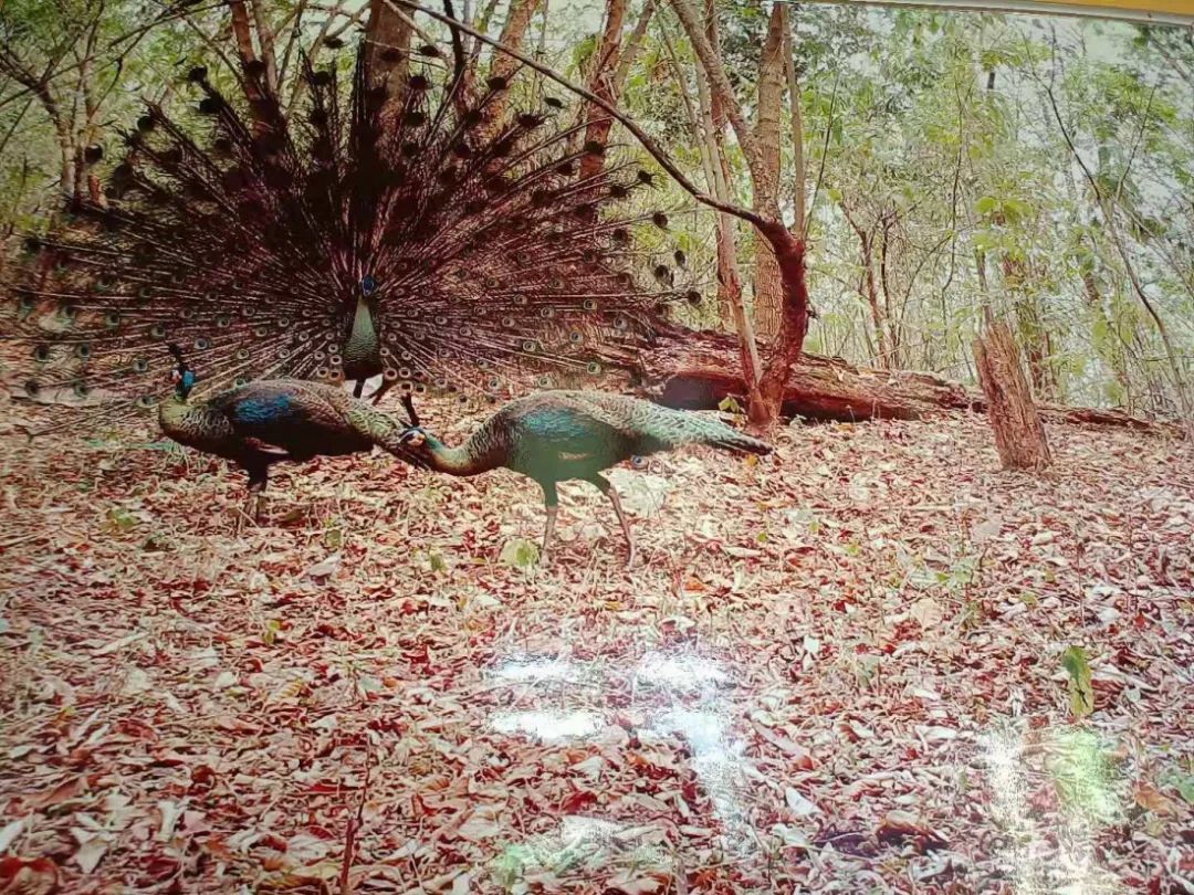 云南法制报(微信)