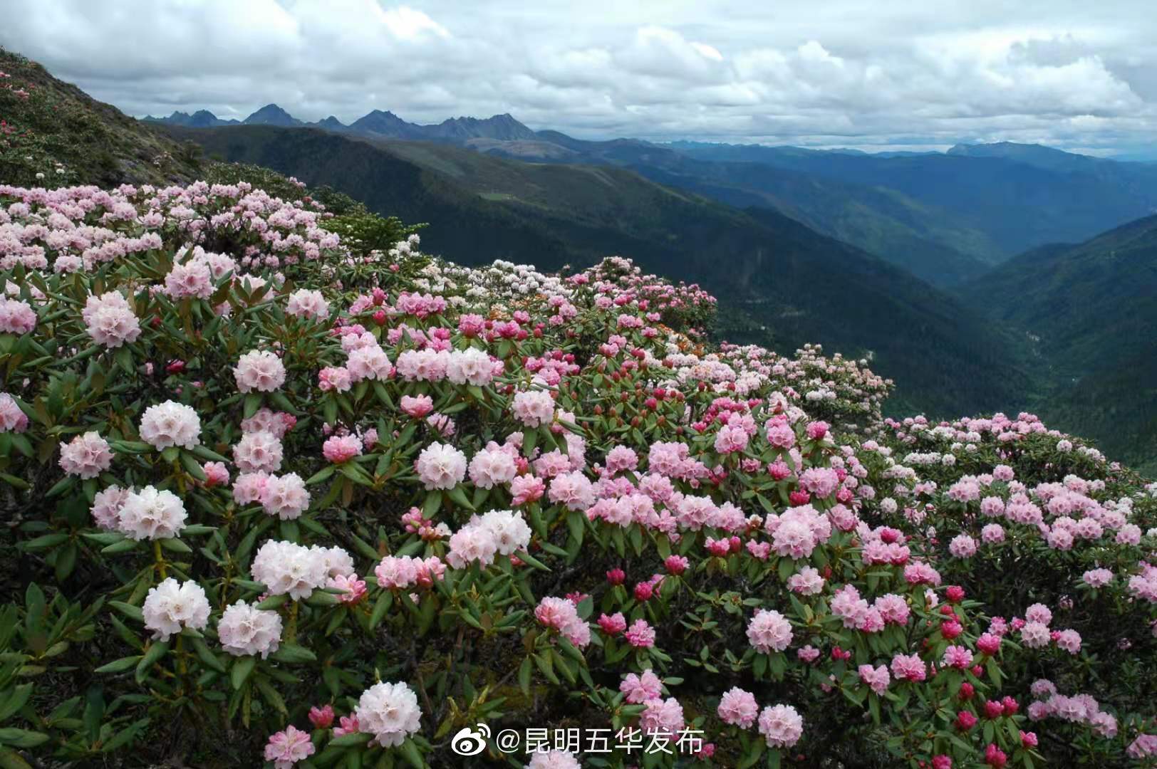 “昆明五华发布”微博