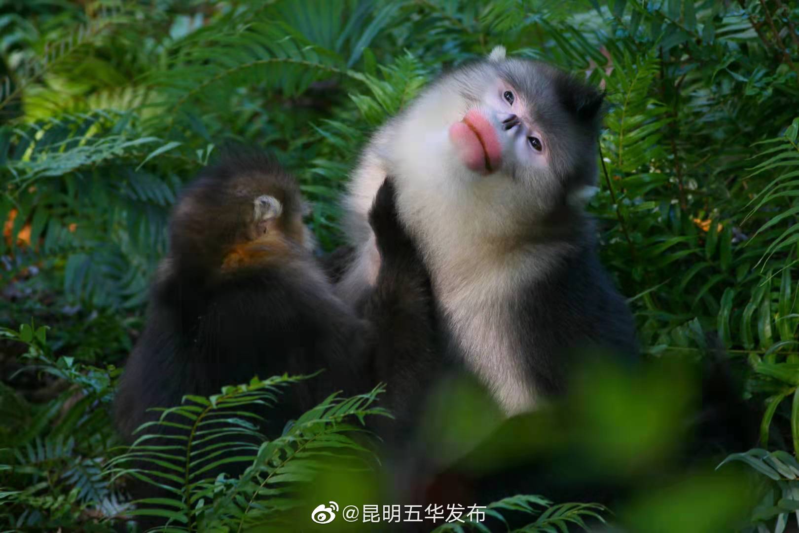 “昆明五华发布”微博