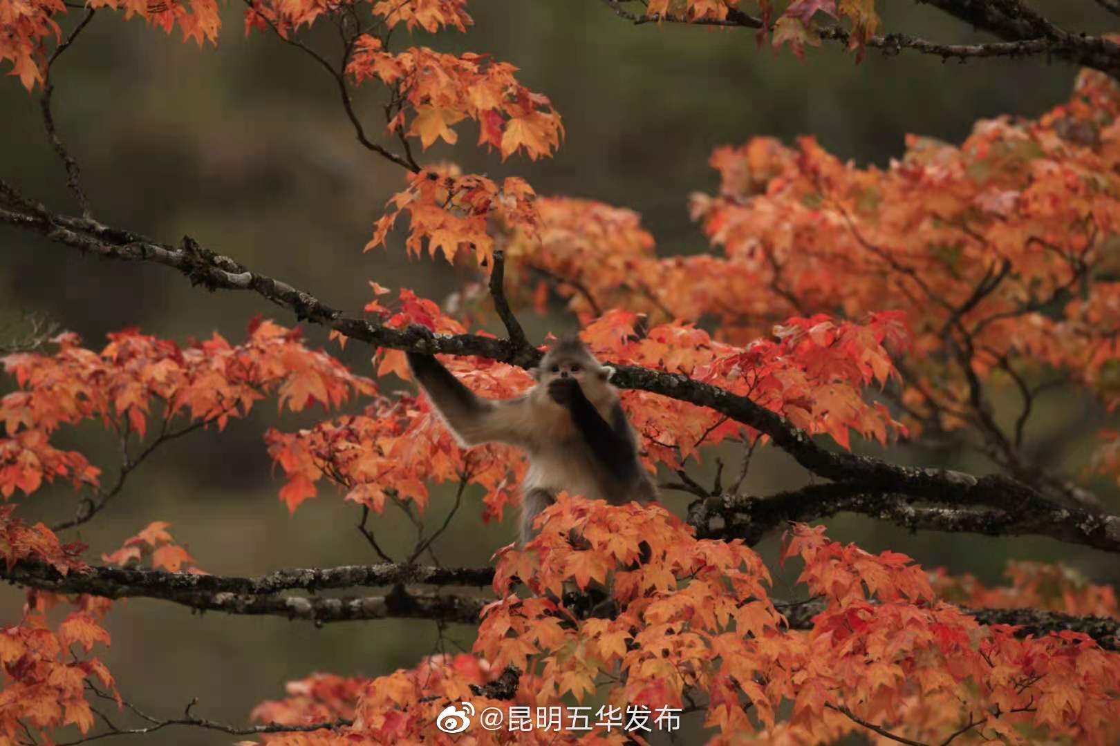 “昆明五华发布”微博