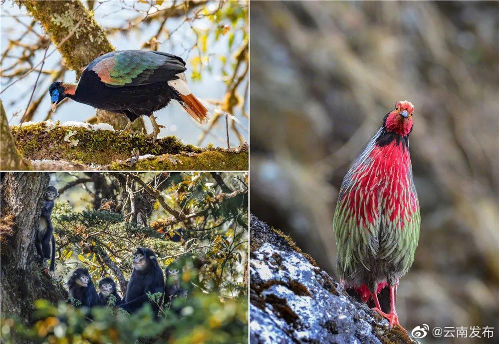 “云南发布”微博