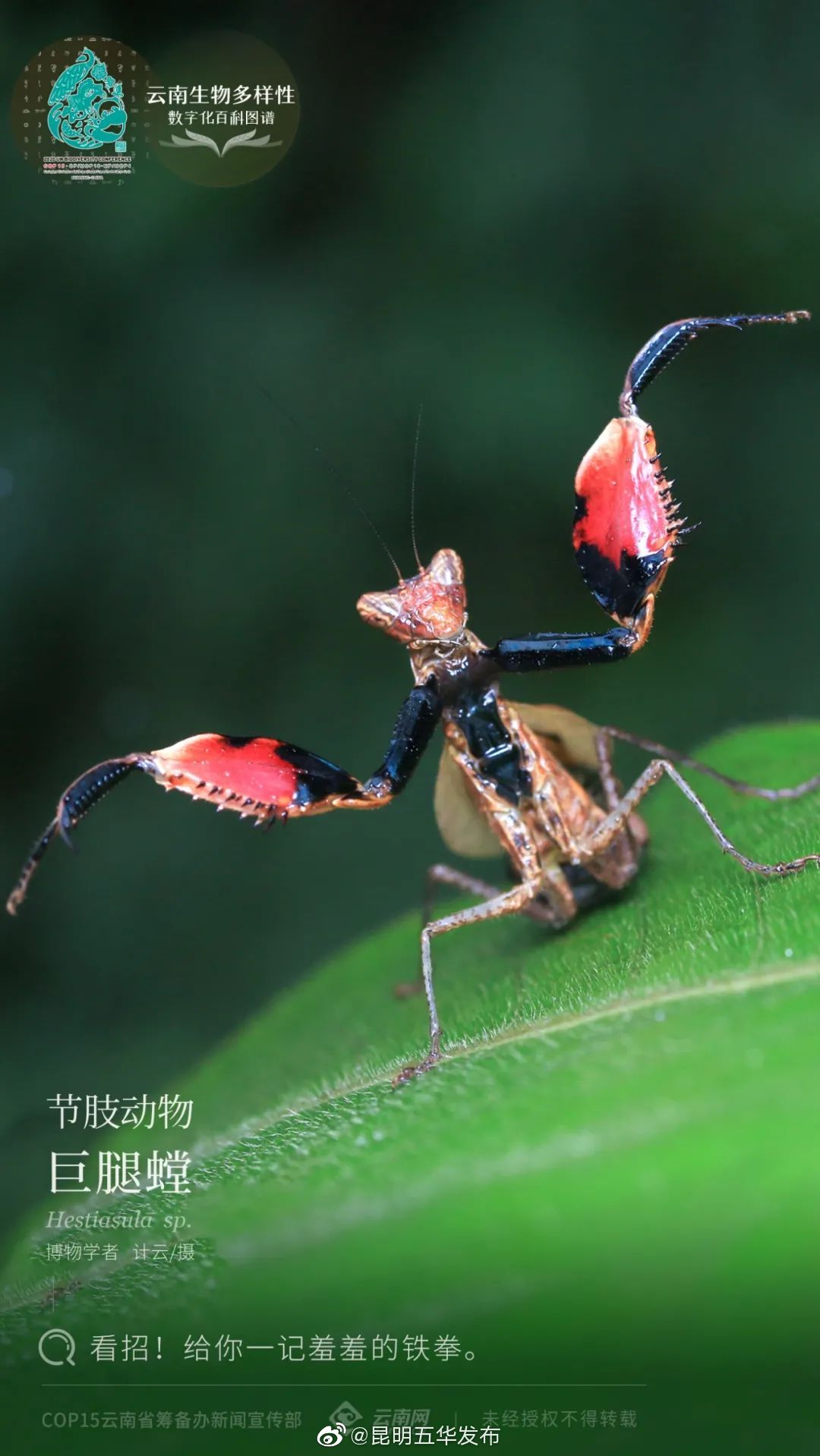 “昆明五华发布”微博