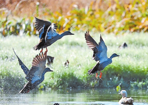 “云南发布”微博