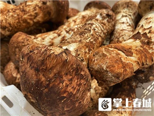 春城晚报(微信)