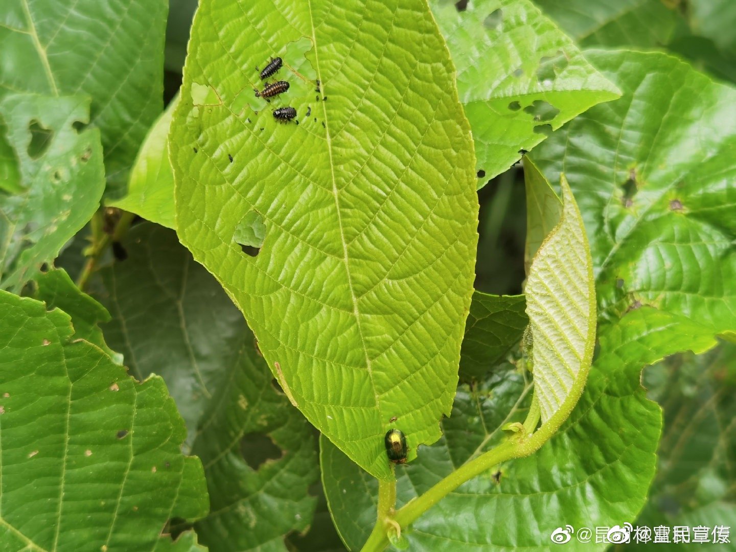 富民县开展桤木叶甲危害现状调查