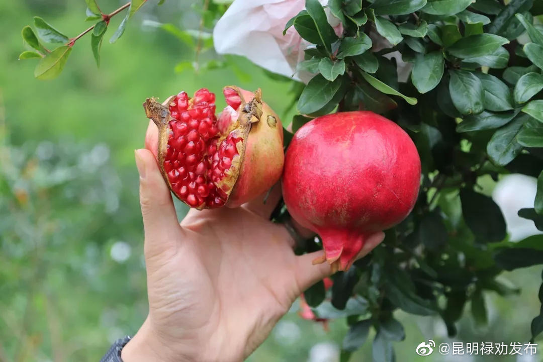 “昆明禄劝发布”微博