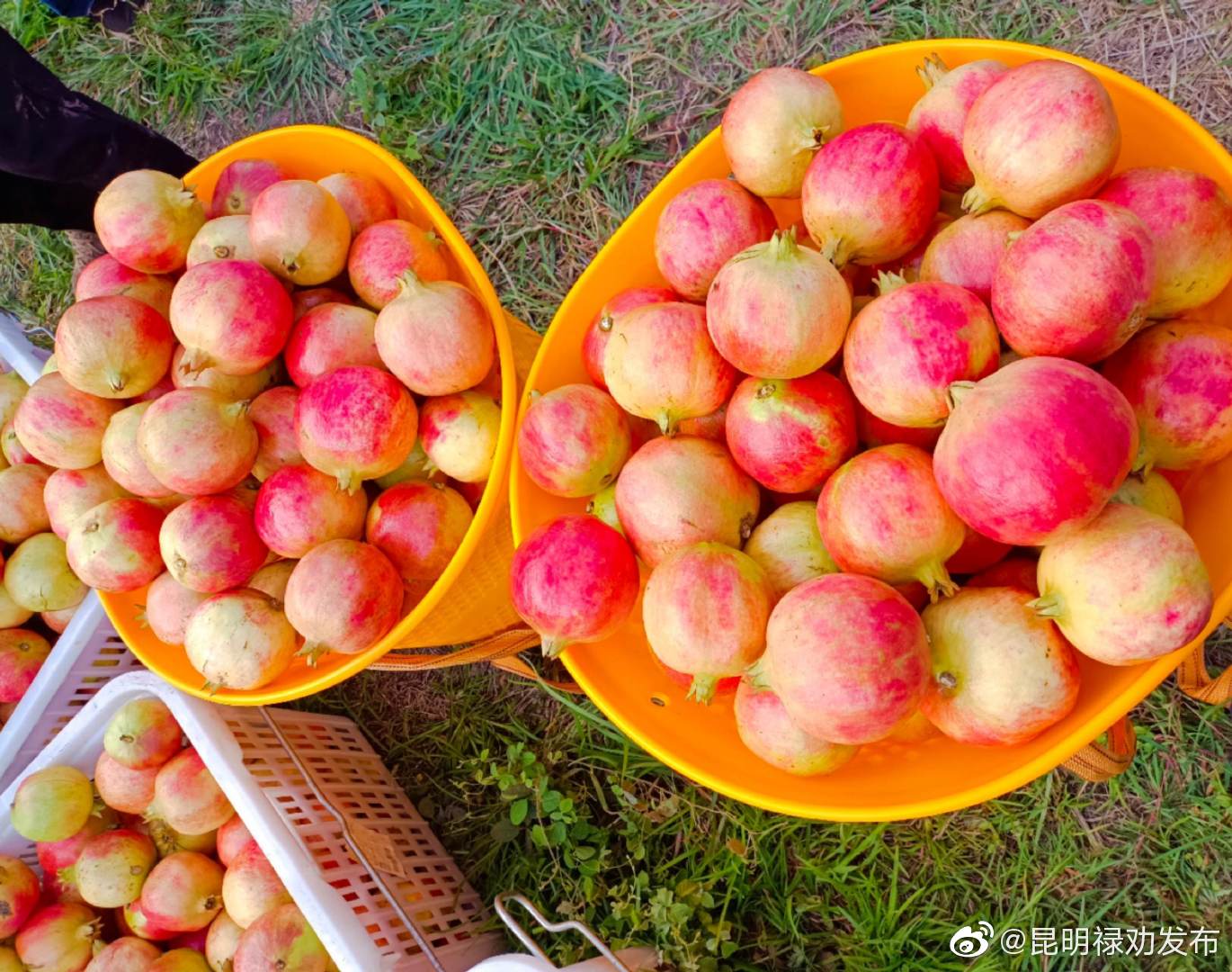 “昆明禄劝发布”微博