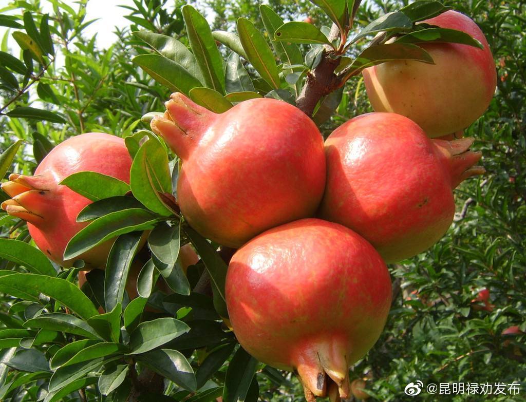 “昆明禄劝发布”微博