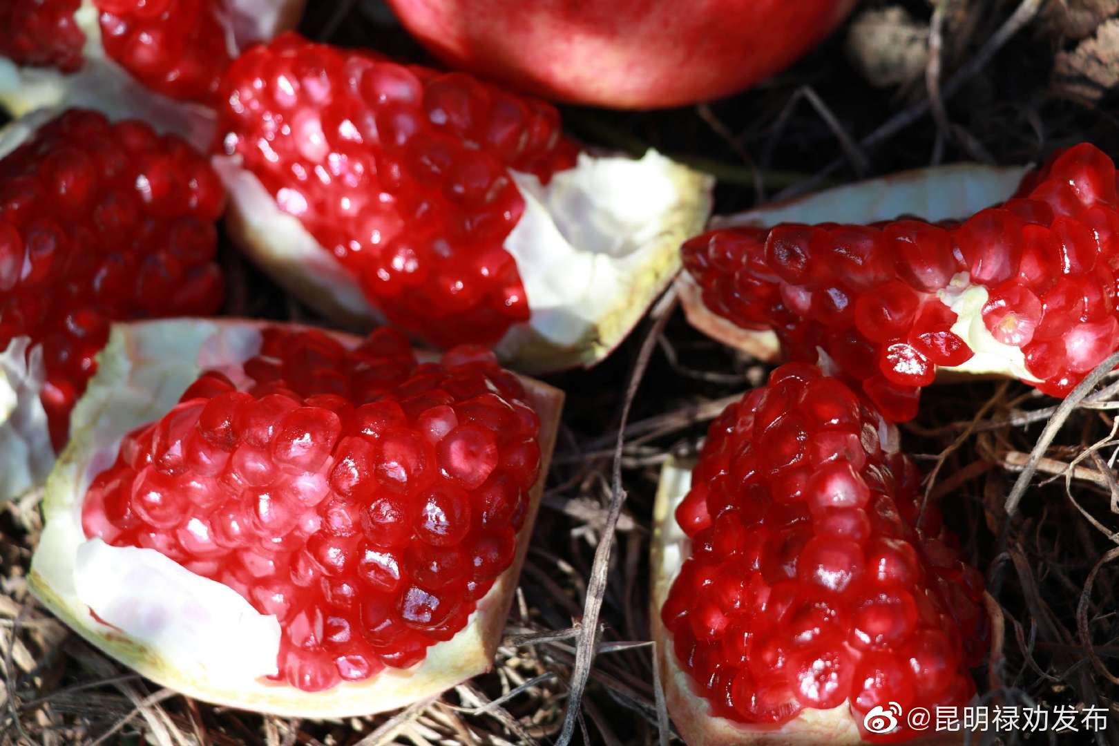 “昆明禄劝发布”微博