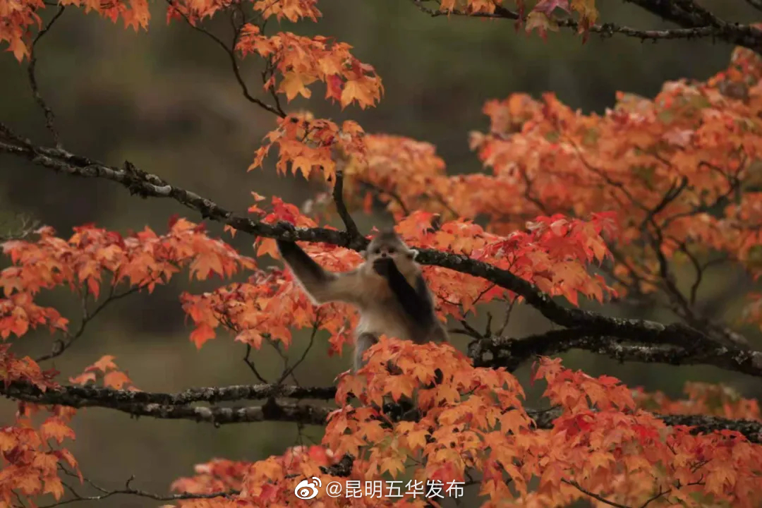 “昆明五华发布”微博