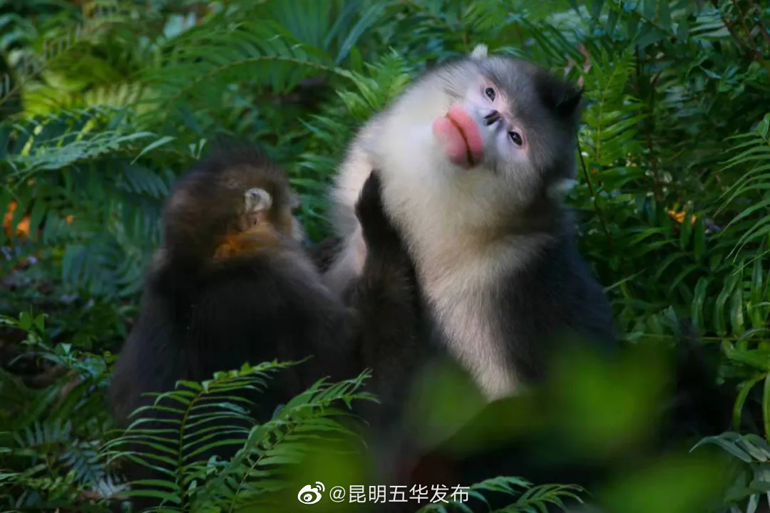 “昆明五华发布”微博