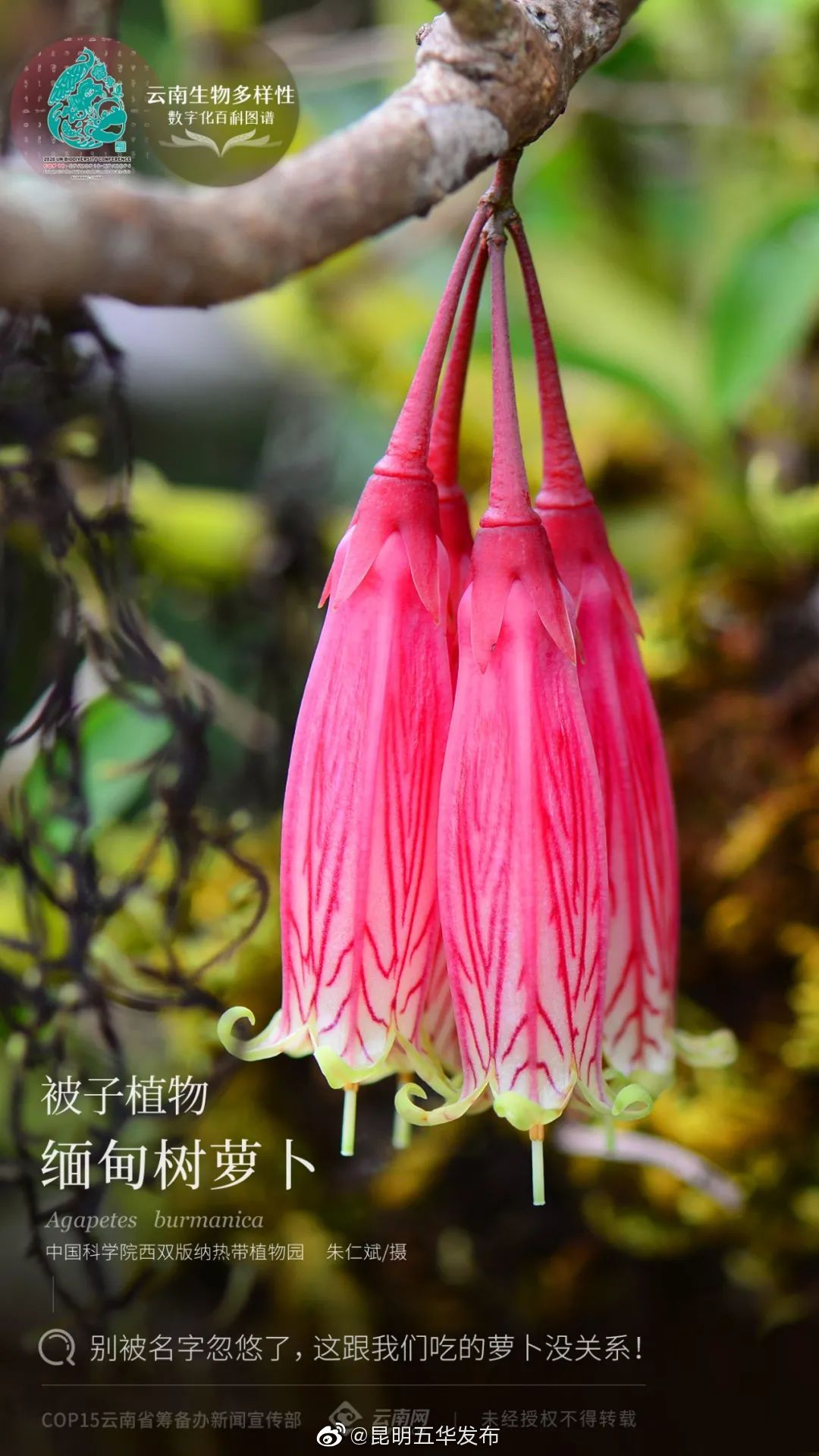 被子植物·缅甸树萝卜：别被名字忽悠了，这跟我们吃的萝卜没关系！