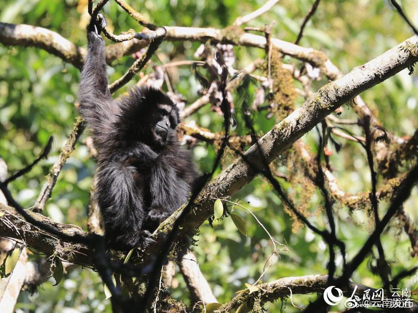 “云南发布”微博