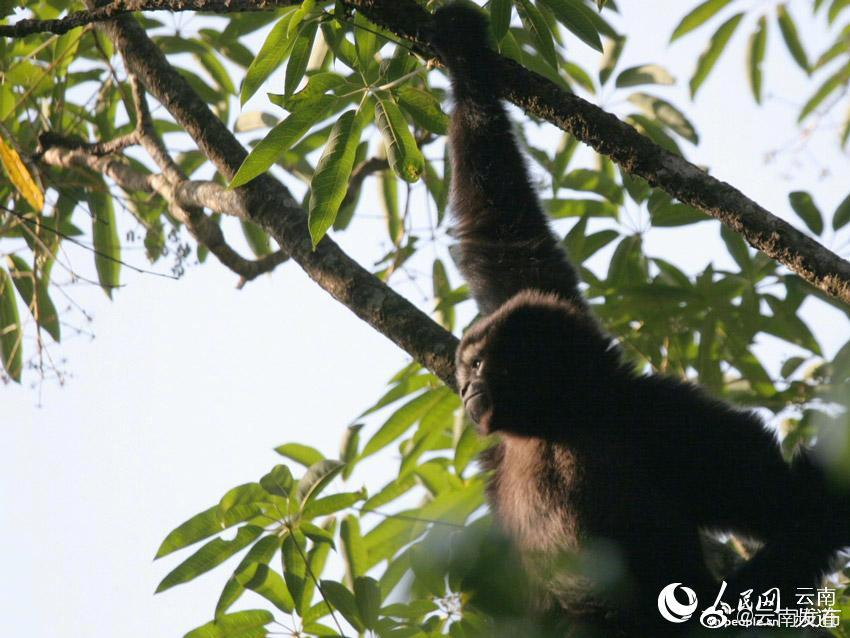 “云南发布”微博