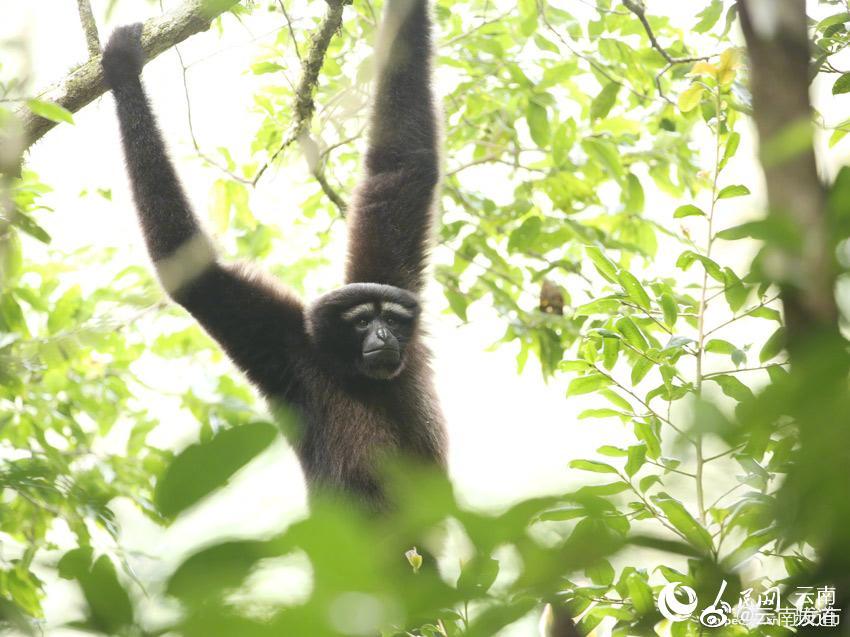 “云南发布”微博