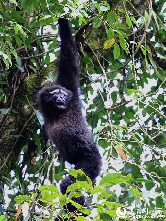 “云南发布”微博