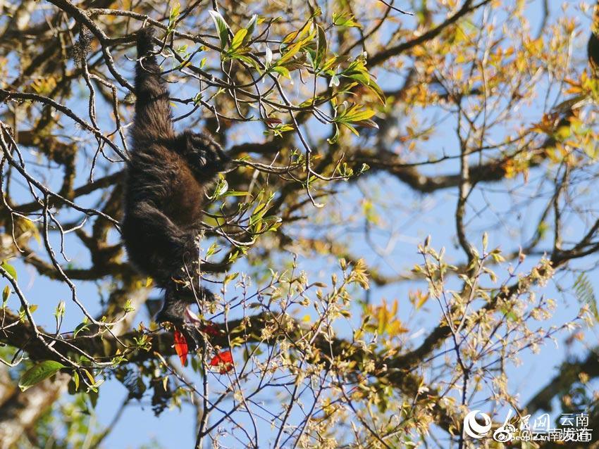 “云南发布”微博