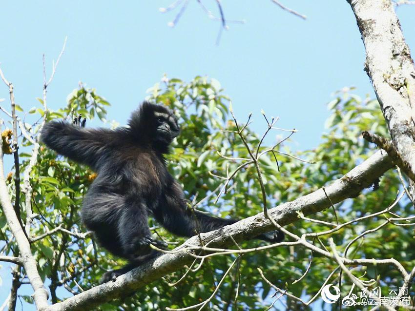 “云南发布”微博