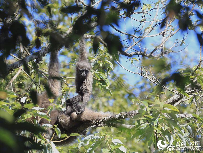 “云南发布”微博