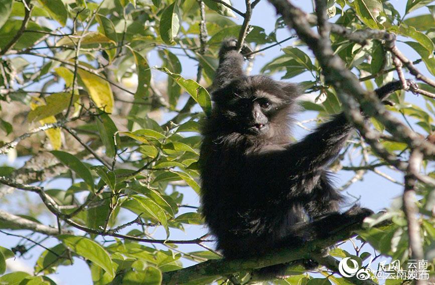 “云南发布”微博