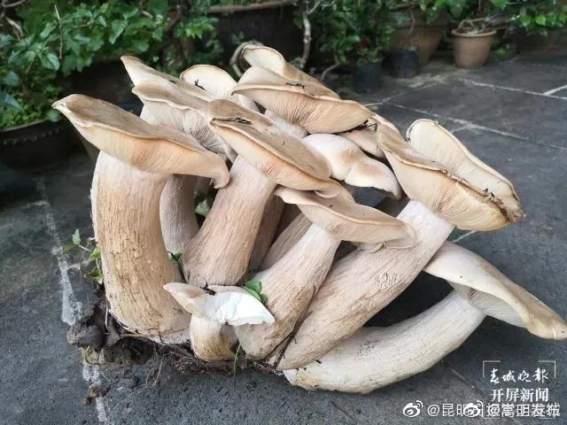 “嵩明发布”微博