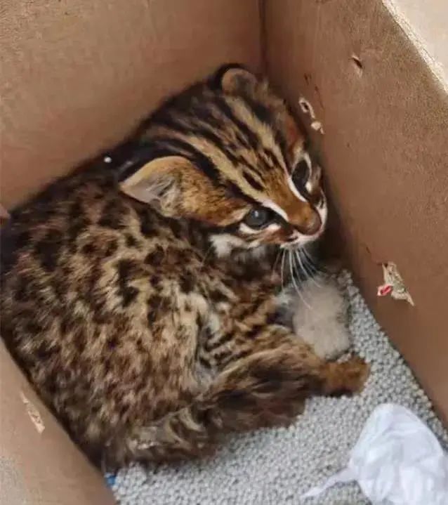 云南政法(微信)