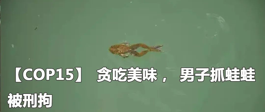 云南政法(微信)